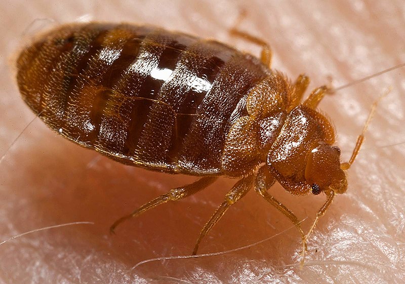 Bed Bugs Bedbugs Urgent Pest Exterminating Service
