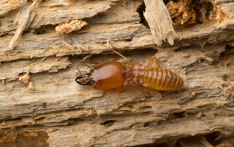 Termites Urgent Pest Exterminating Service